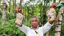 honey-
