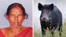 palakkad-kerala-boar-atta