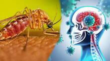 japanese-virus-kerala-con