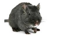 rat