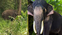 puthupally-sadhu-elephant