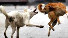 stray-dog-attacks-