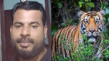 tiger-mauls-man-in-malapp