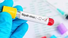 nipah