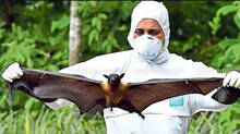 palakkad-kerala-nipah-vir