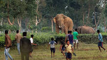 human-wildlife-conflict