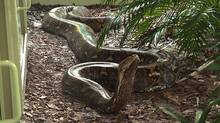 reticulated-python