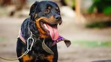 rottweiler-