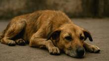 euthanasia-dogs