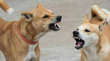stray-dog-attack