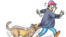 street-dog-menace-