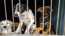 street-dogs-