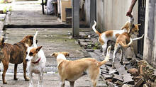 -stray-dogs