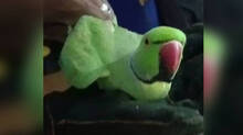parrot