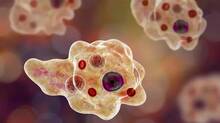 amoeba