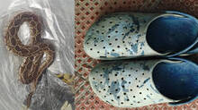 snake-inside-crocs-footwe