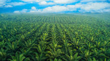 coconut-farm-