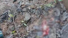 leopard-nilambur-police-c