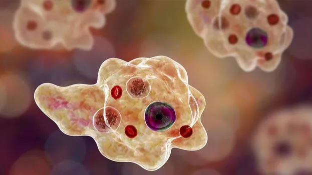 amoebic-meningoencephalit