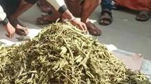 ganja
