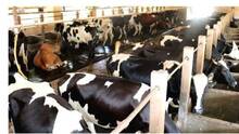 diary-farmers-milk