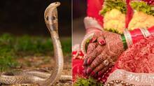 snake