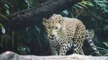 leopard