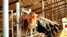 dairy-farming
