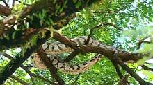 python-in-kochi