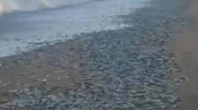 sardines-kerala-coast