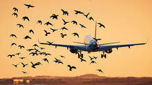 air-india-flight