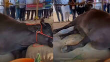 pushkar-fair-mela-