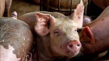 pig
