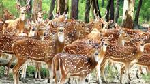 spotted-deer-