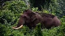 elephant-kerala-wildlife-