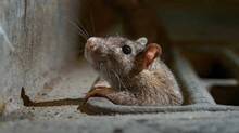 rat-fever-kerala-