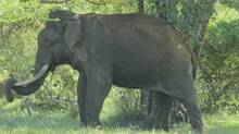 elephant