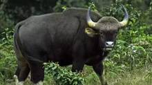 buffalo