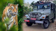 tiger-