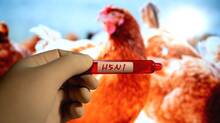 bird-flu-