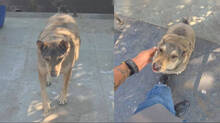 lily-