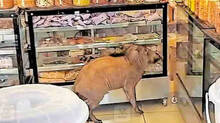 wild-hog