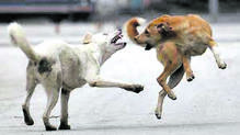 straydog