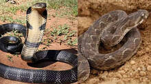 snakes