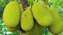 jackfruit