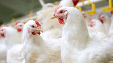 poultry