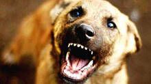 stray-dog