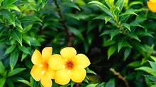 thiruvananthapuram-yellow