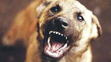 stray-dog