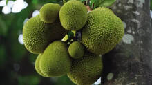 jackfruits